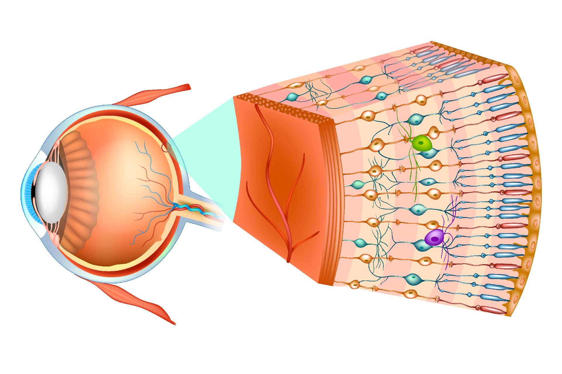 Visual Acuity Meaning 65